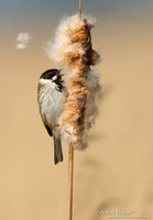 Rietgors / Reed Bunting - De Rijp