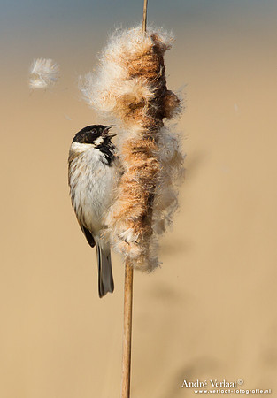 Rietgors / Reed Bunting - De Rijp