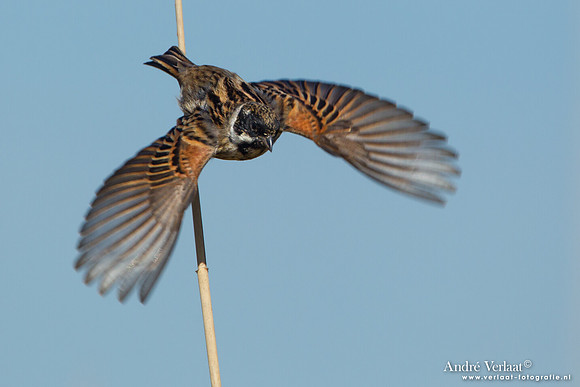Rietgors / Reed Bunting - Groene Jonker