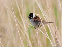 Rietgors / Reed Bunting - Egboetswater