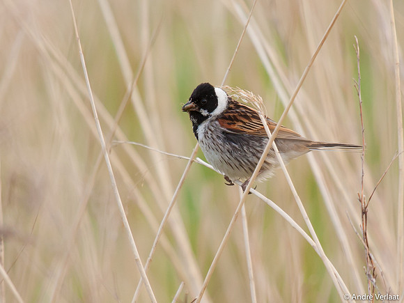 Rietgors / Reed Bunting - Egboetswater