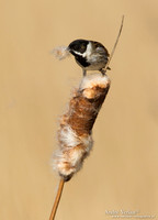 Rietgors / Reed Bunting - De Rijp
