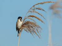 Rietgors / Reed Bunting - Groene Jonker