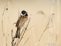 Rietgors / Reed Bunting - De Rijp