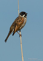 Rietgors / Reed Bunting - Groene Jonker