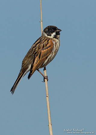 Rietgors / Reed Bunting - Groene Jonker
