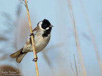 Rietgors / Reed Bunting - Zevenhuizen