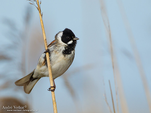 Rietgors / Reed Bunting - Zevenhuizen