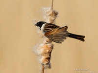 Rietgors / Reed Bunting - De Rijp