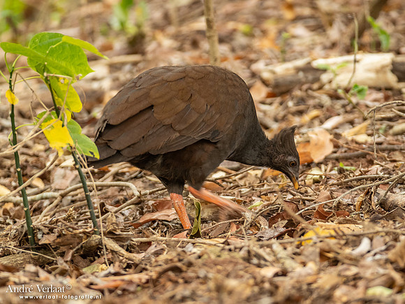 Rood Boshoen / Orange-footed Scrubfowl - Fogg Dam NT