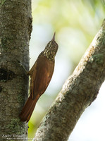 Priemsnavelmuisspecht / Straight-billed Woodcreeper - Bigi Pan