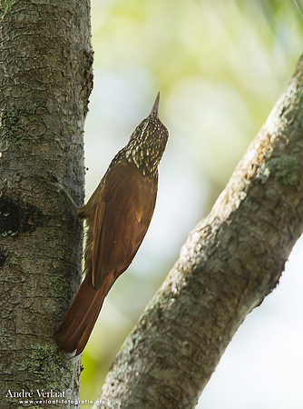 Priemsnavelmuisspecht / Straight-billed Woodcreeper - Bigi Pan