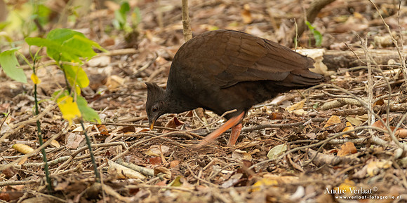 Rood Boshoen / Orange-footed Scrubfowl - Fogg Dam NT