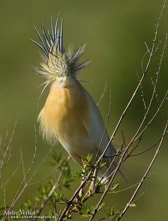 Ralreiger / Squacco Heron - Lesvos