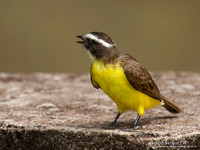 Roestvleugeltiran / Rusty-margined Flycatcher - Peperpot