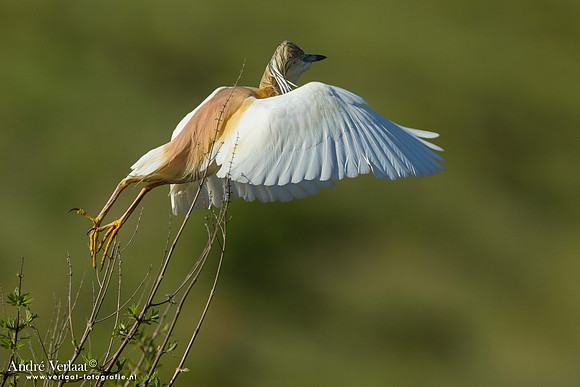 Ralreiger / Squacco Heron - Lesvos