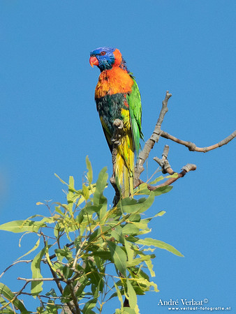 Roodhalsregenbooglori / Red-collared Lorikeet - Lorella Springs Wilderness Park NT