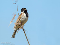 Rietgors / Reed Bunting - Zevenhuizen