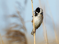 Rietgors / Reed Bunting - Zevenhuizen