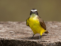 Roestvleugeltiran / Rusty-margined Flycatcher - Peperpot