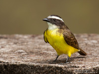 Roestvleugeltiran / Rusty-margined Flycatcher - Peperpot