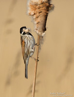 Rietgors / Reed Bunting - De Rijp