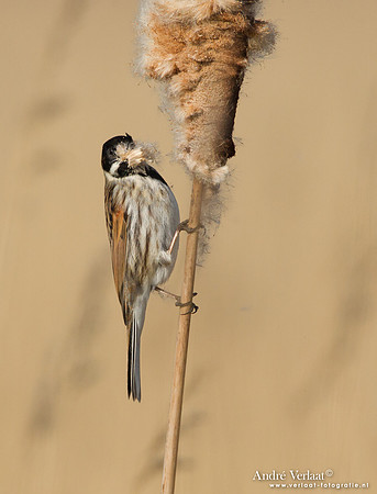 Rietgors / Reed Bunting - De Rijp