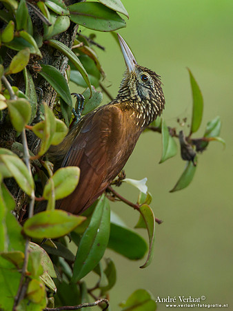 Priemsnavelmuisspecht / Straight-billed Woodcreeper - Bigi Pan