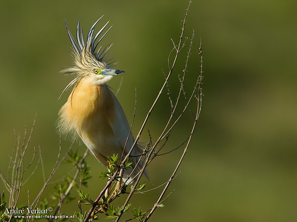 Ralreiger / Squacco Heron - Lesvos