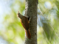 Priemsnavelmuisspecht / Straight-billed Woodcreeper - Bigi Pan