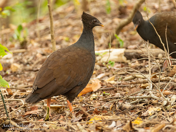 Rood Boshoen / Orange-footed Scrubfowl - Fogg Dam NT