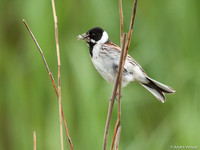 Rietgors / Reed Bunting - Egboetswater