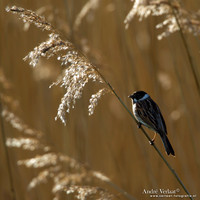 Rietgors / Reed Bunting - Groene Jonker