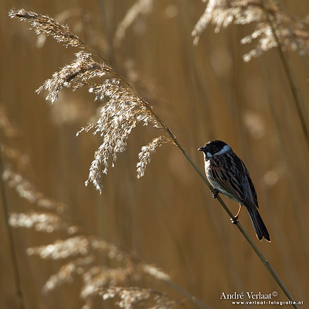 Rietgors / Reed Bunting - Groene Jonker