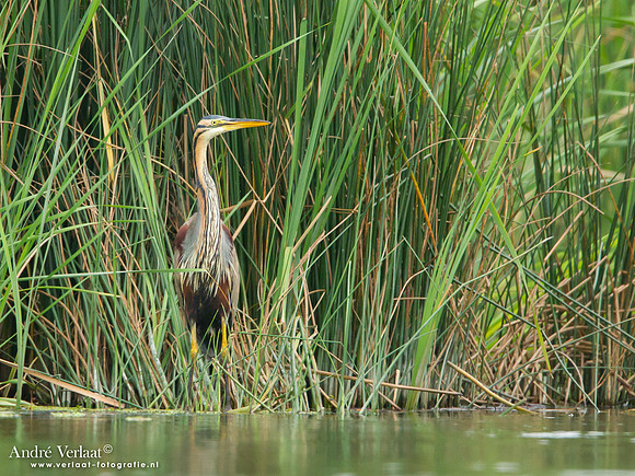Purperreiger / Purple Heron - Hortobagyi Nemzeti Park