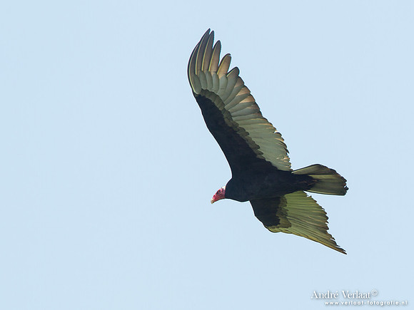 Roodkopgier / Turkey Vulture - Bigi Pan