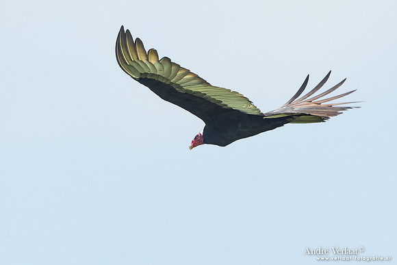 Roodkopgier / Turkey Vulture - Bigi Pan