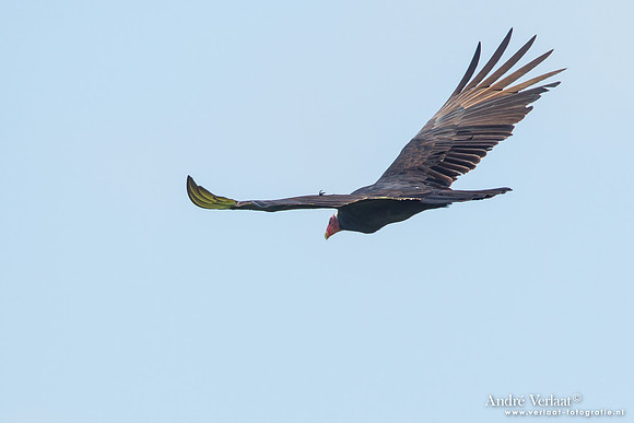 Roodkopgier / Turkey Vulture - Bigi Pan