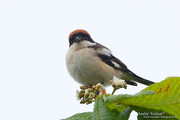 Roodkopklauwier / Woodchat Shrike - Den Oever