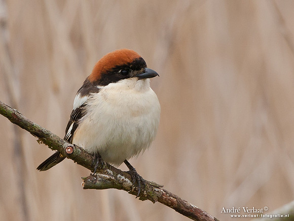 Roodkopklauwier / Woodchat Shrike - Den Oever