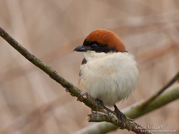 Roodkopklauwier / Woodchat Shrike - Den Oever