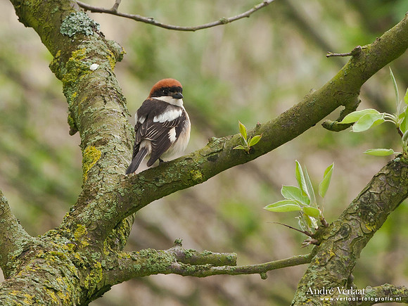 Roodkopklauwier / Woodchat Shrike - Den Oever