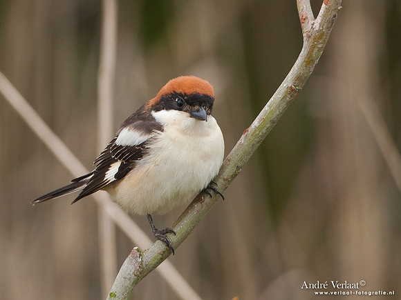 Roodkopklauwier / Woodchat Shrike - Den Oever