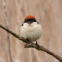 Roodkopklauwier / Woodchat Shrike - Den Oever