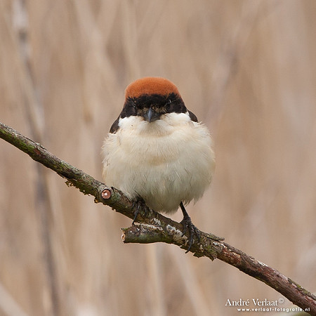 Roodkopklauwier / Woodchat Shrike - Den Oever