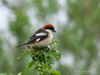 Roodkopklauwier / Woodchat Shrike - Den Oever