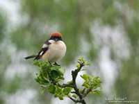Roodkopklauwier / Woodchat Shrike - Den Oever