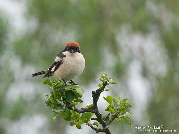 Roodkopklauwier / Woodchat Shrike - Den Oever