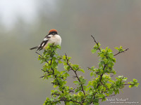 Roodkopklauwier / Woodchat Shrike - Den Oever