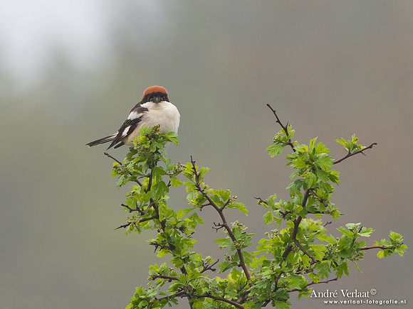 Roodkopklauwier / Woodchat Shrike - Den Oever